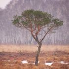 Baum im Moor