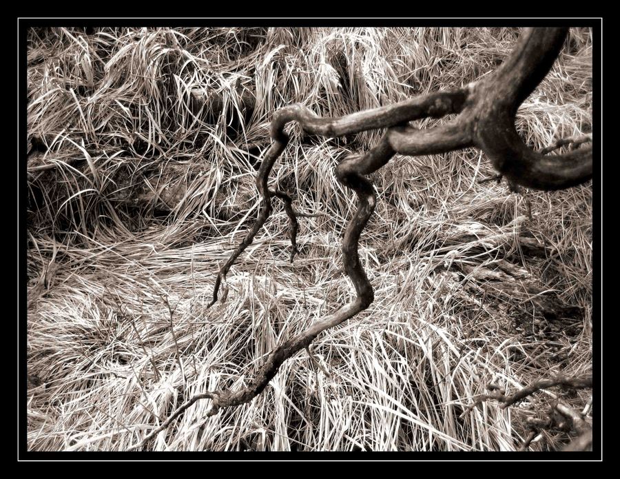 bAUM im mOOr oder einfach nur "haerere" art 4