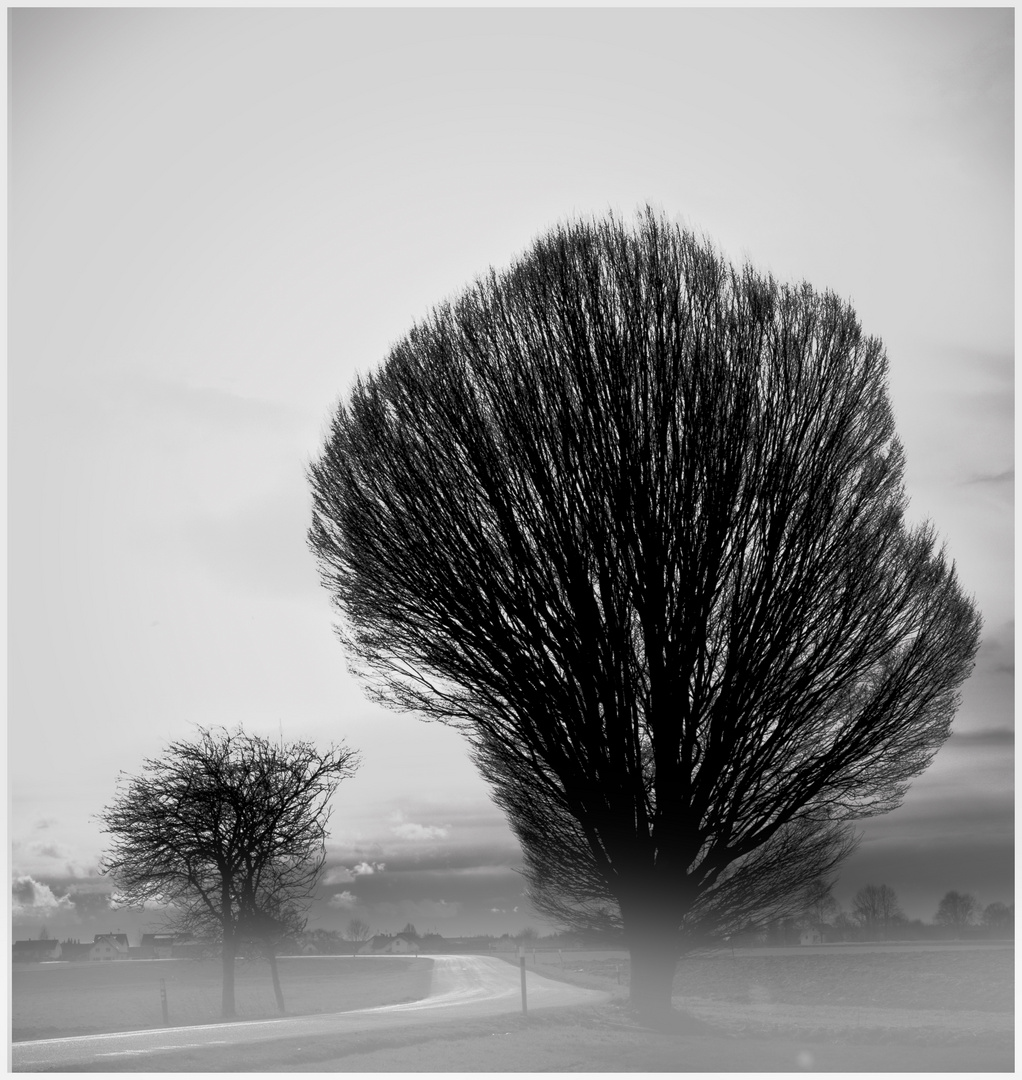 Baum im morgendlichen Bodenebel