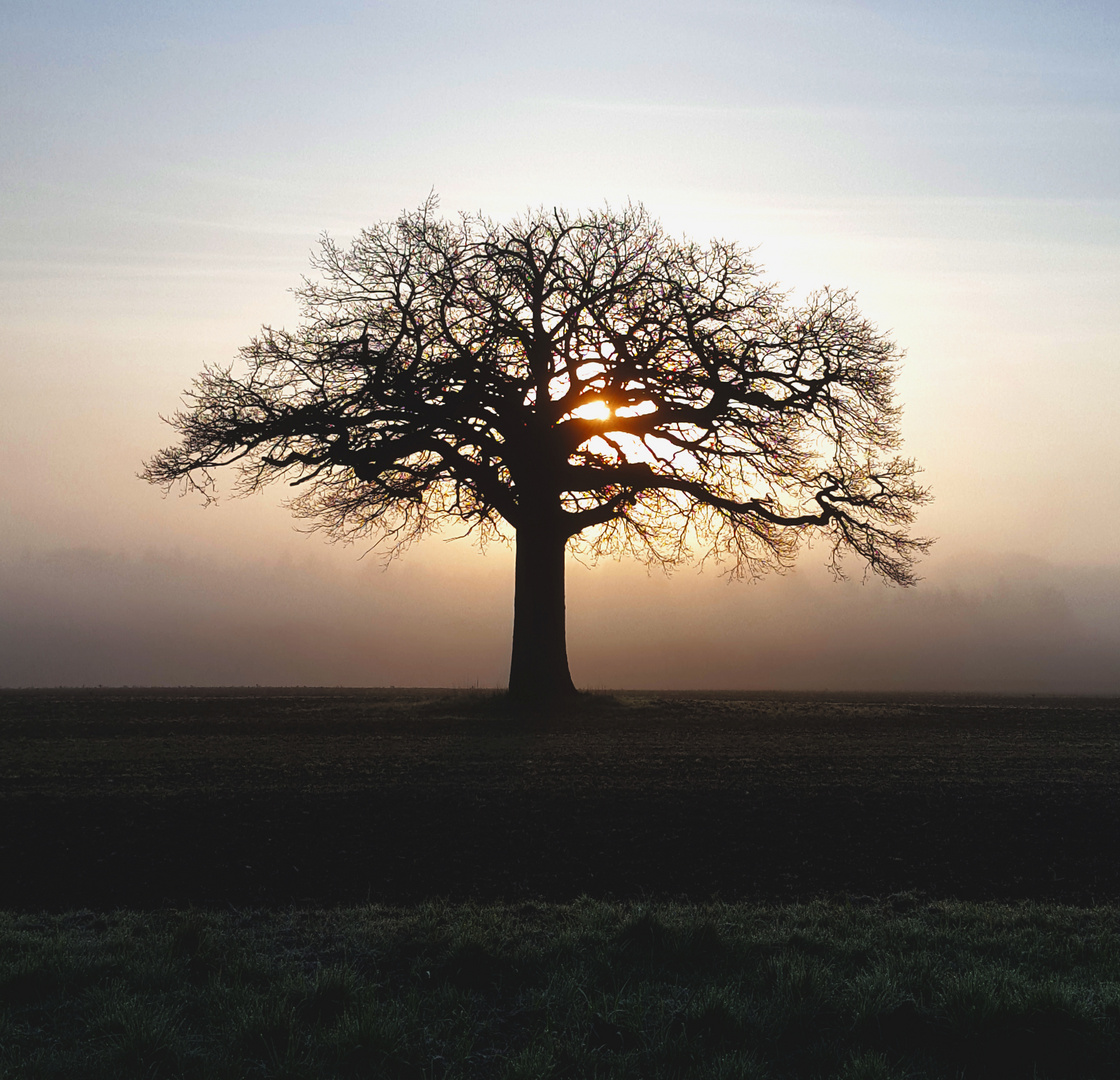 Baum im morgendlichen nebel