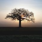 Baum im morgendlichen nebel