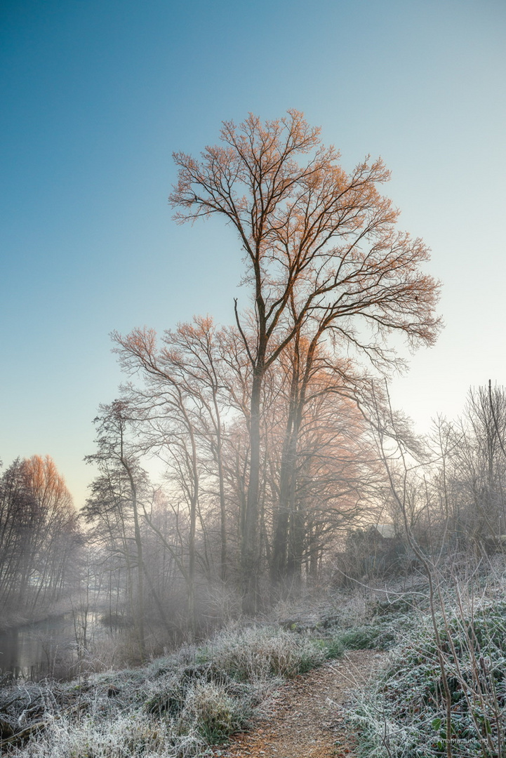 Baum im Morgendunst