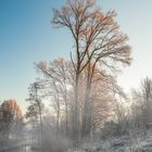 Baum im Morgendunst