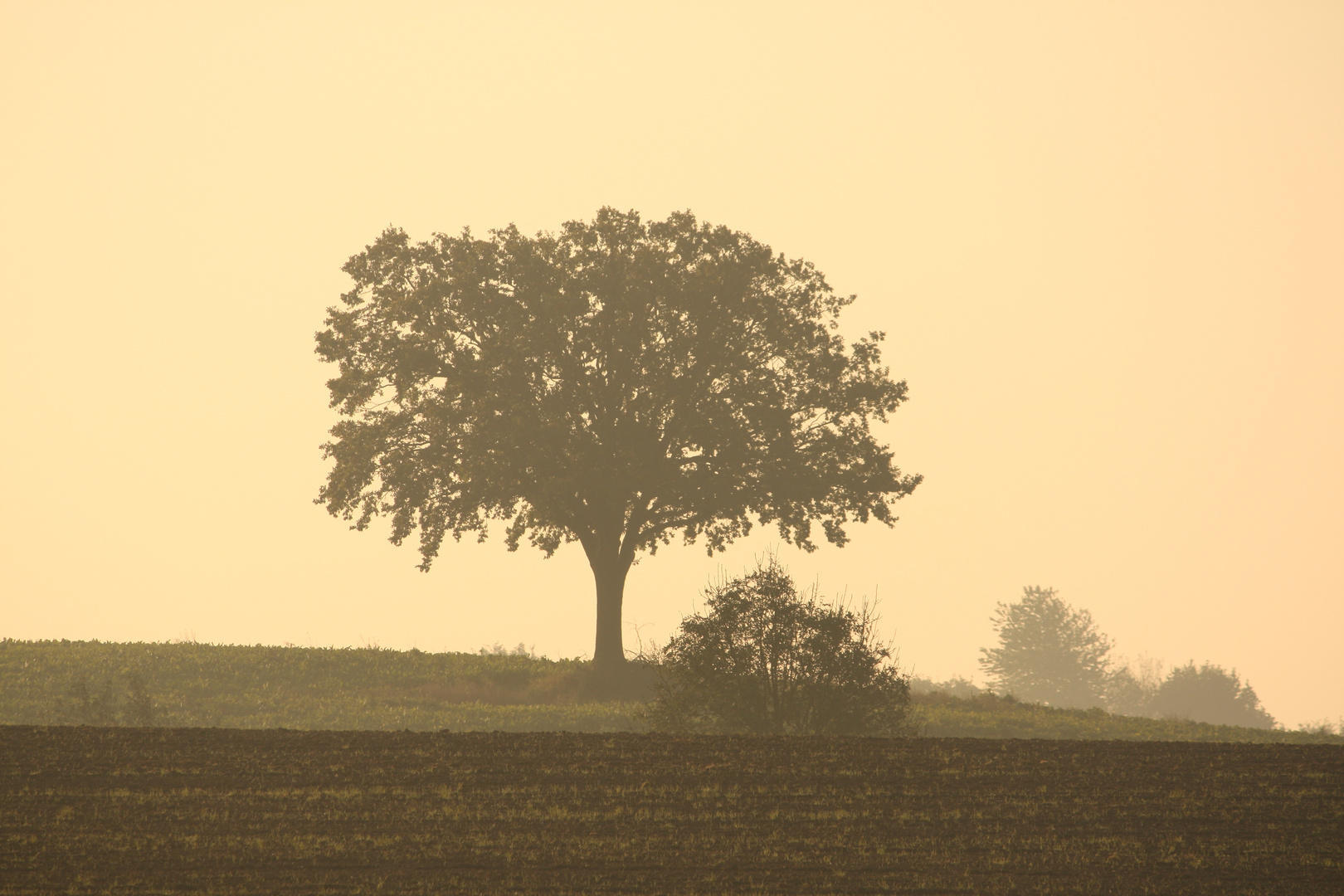 Baum im Morgengrauen