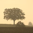 Baum im Morgengrauen