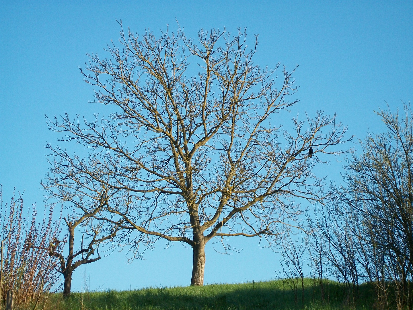 Baum im Morgenlicht