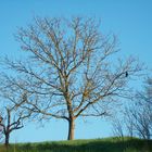 Baum im Morgenlicht