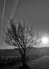 baum im morgenlicht