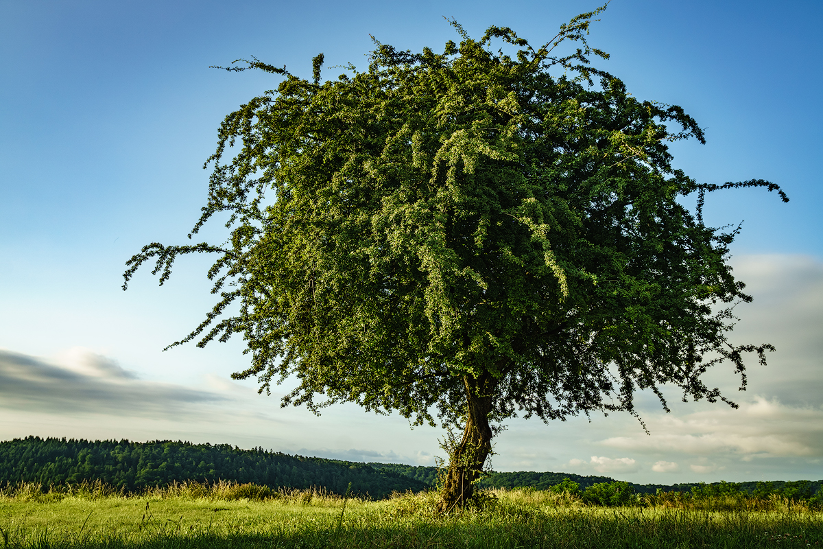 Baum im Morgenlicht