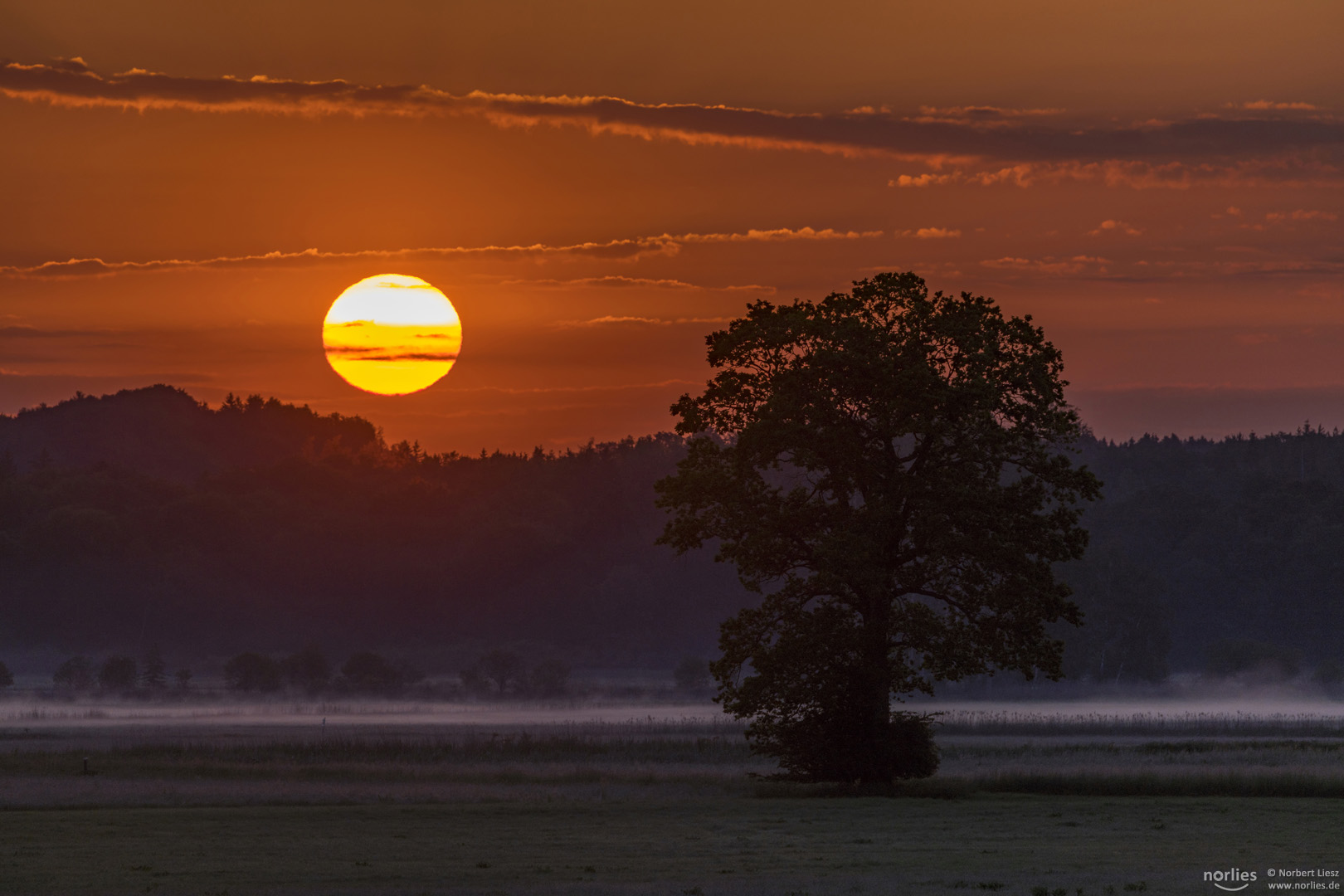 Baum im Morgenlicht