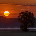 Baum im Morgenlicht