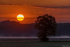 Baum im Morgenlicht