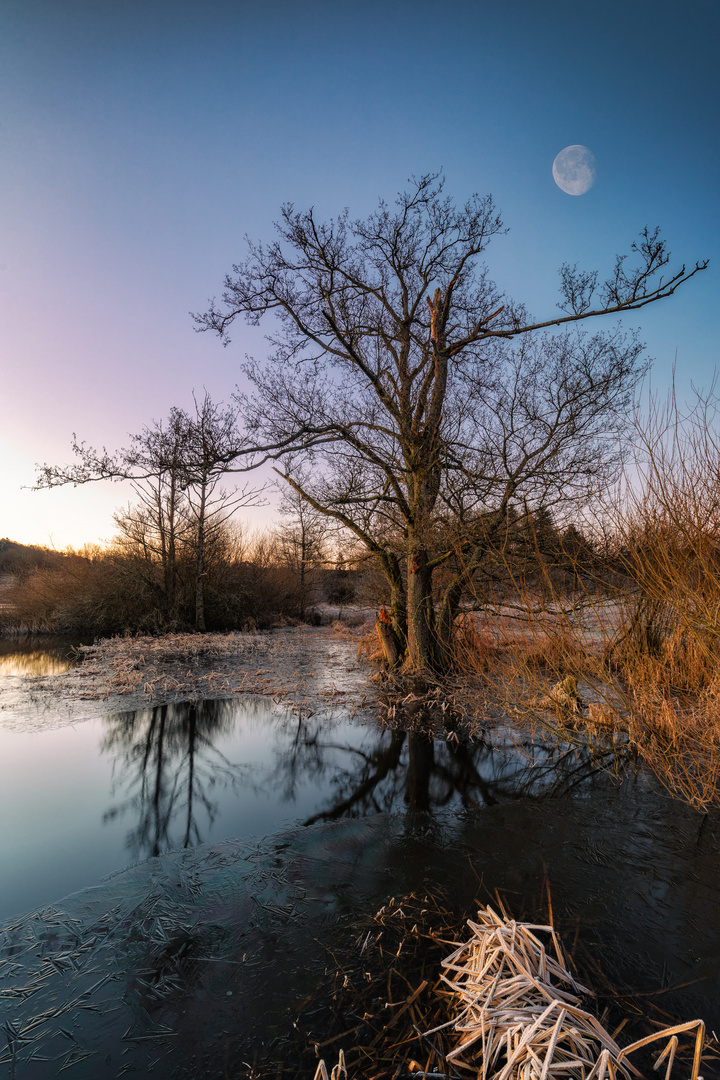 Baum im Morgenlicht