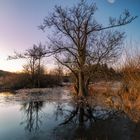 Baum im Morgenlicht