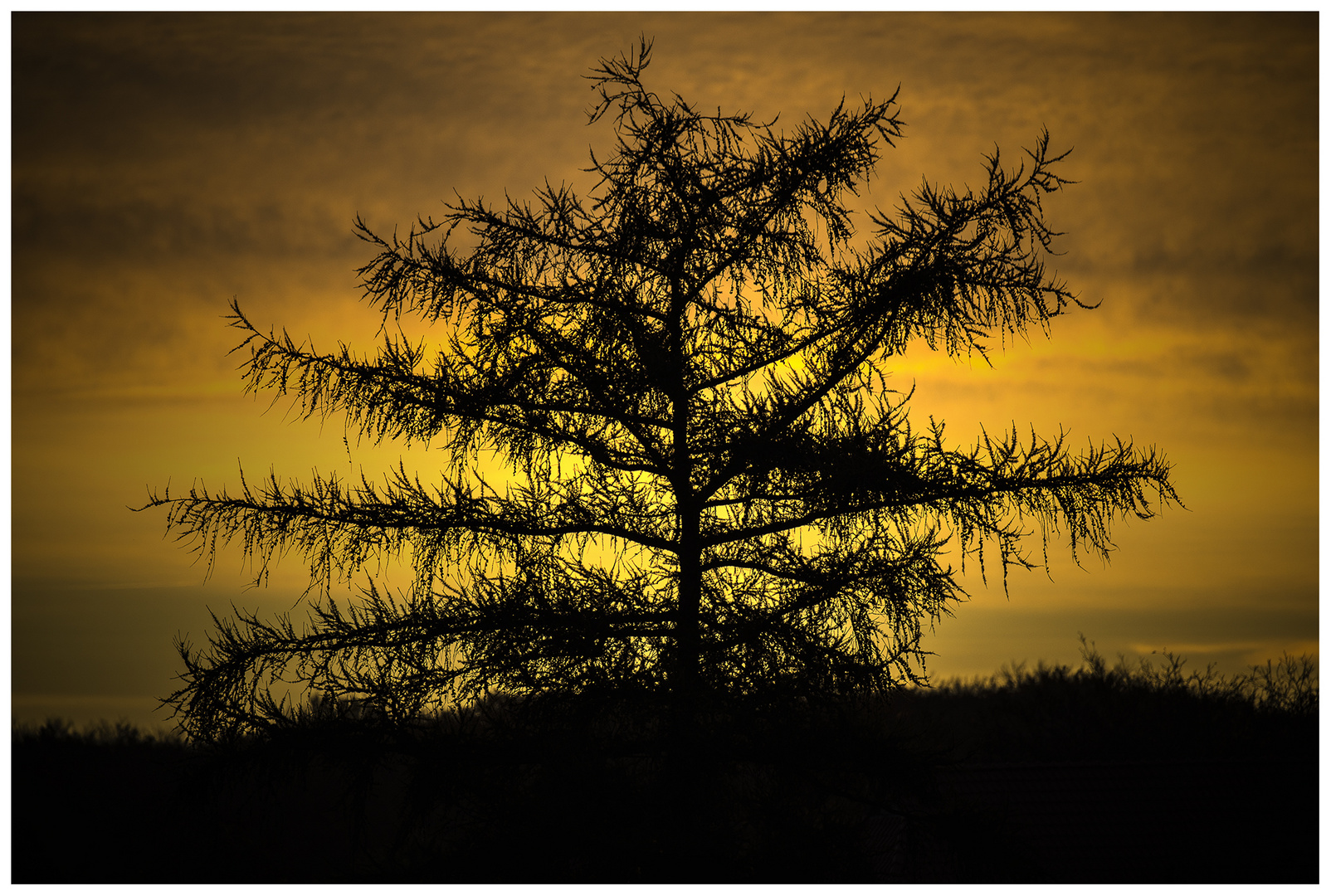 Baum im Morgenlicht