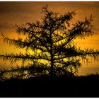 Baum im Morgenlicht