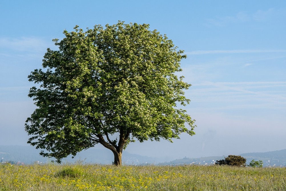 Baum im Morgenlicht