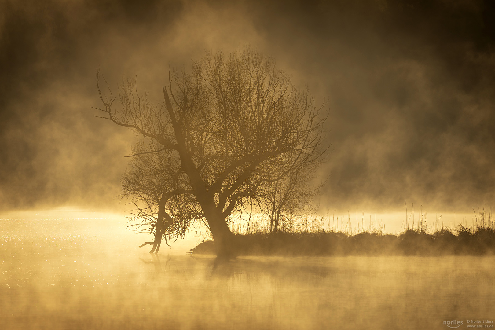 Baum im Morgenlicht