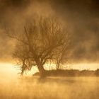 Baum im Morgenlicht