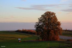 Baum im Morgenlicht