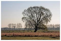 Baum im Morgenlicht