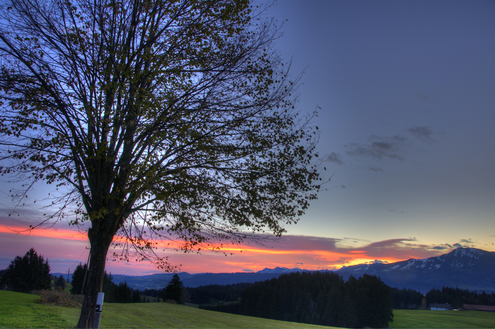 Baum im Morgenlicht