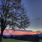 Baum im Morgenlicht