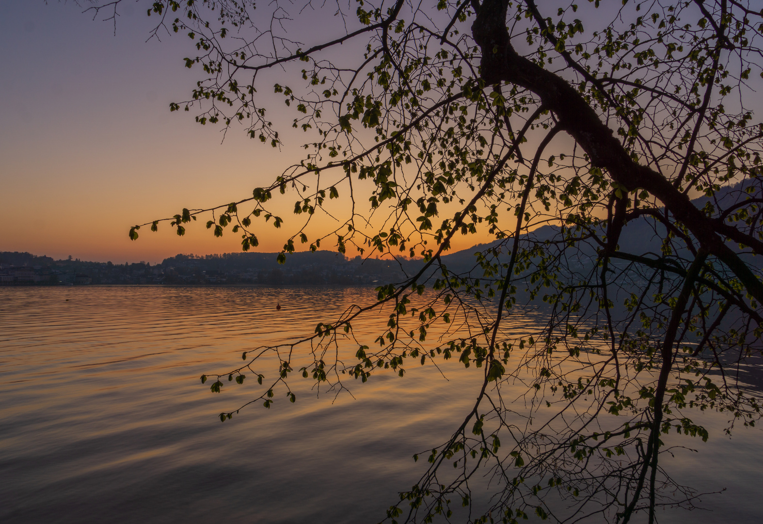 Baum im Morgenlicht