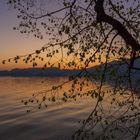 Baum im Morgenlicht