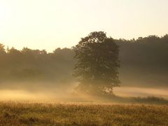 Baum im Morgennebel