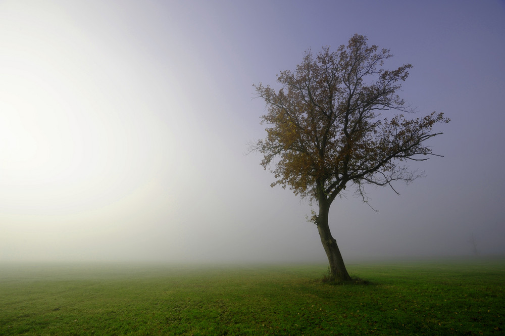 Baum im Morgennebel