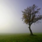 Baum im Morgennebel