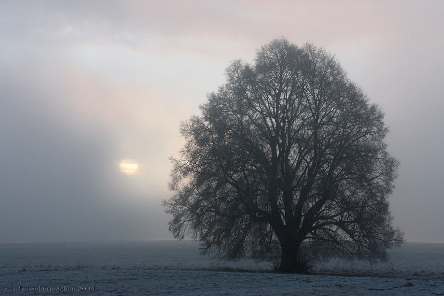 Baum im Morgennebel