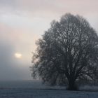 Baum im Morgennebel