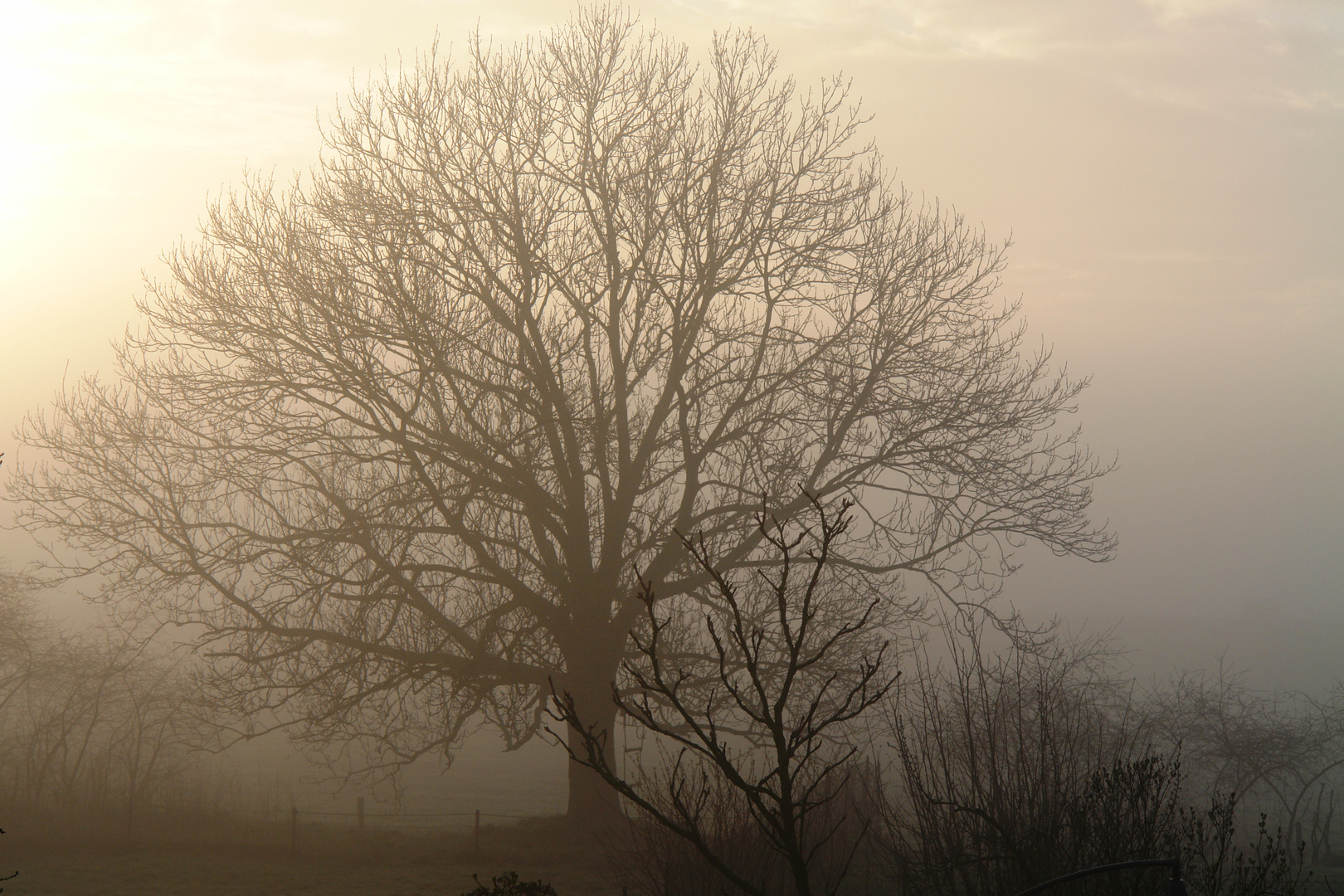 Baum im Morgennebel