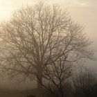 Baum im Morgennebel