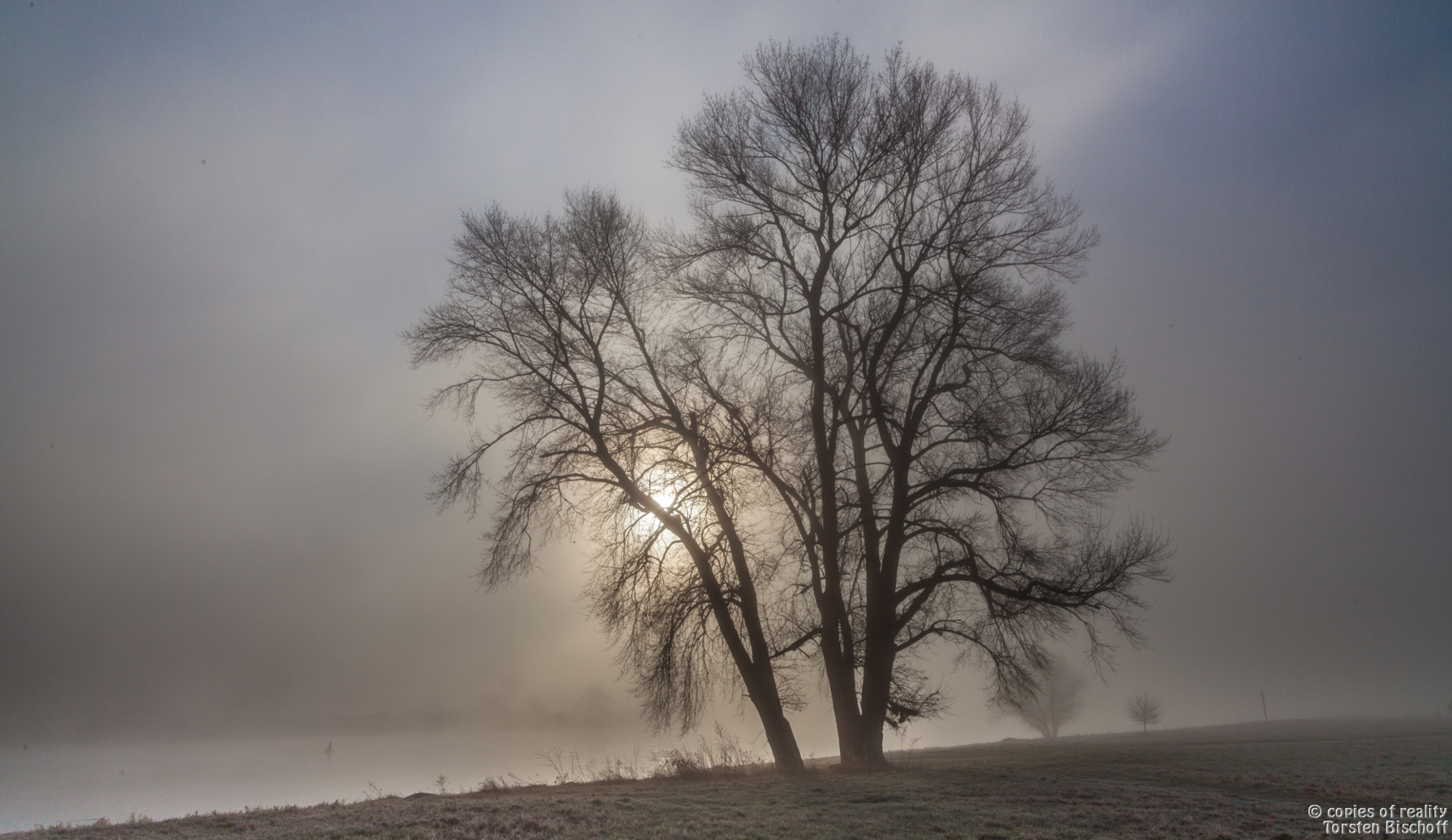 Baum im Morgennebel an der Elbe in Dresden