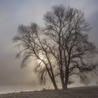 Baum im Morgennebel an der Elbe in Dresden