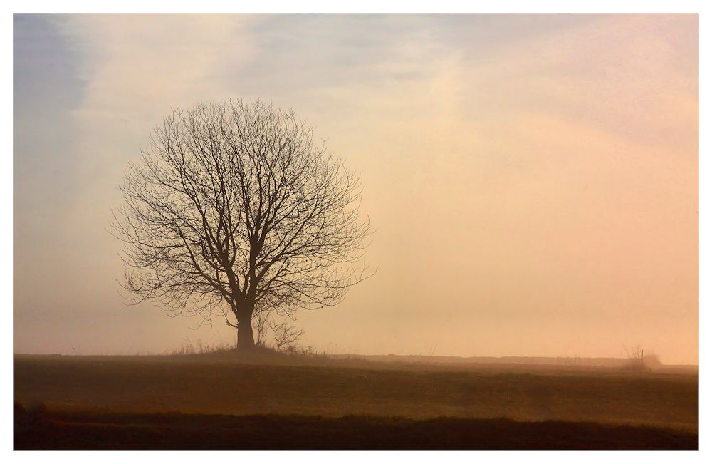 baum im morgennebel...