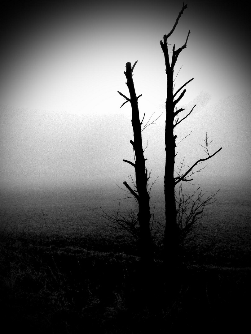 Baum im Morgennebel März