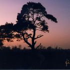 Baum im Morgenrot (1)