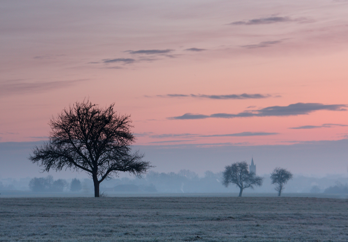 Baum im Morgenrot