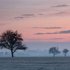 Baum im Morgenrot