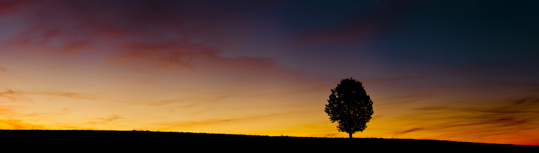 Baum im Morgenrot