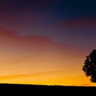 Baum im Morgenrot