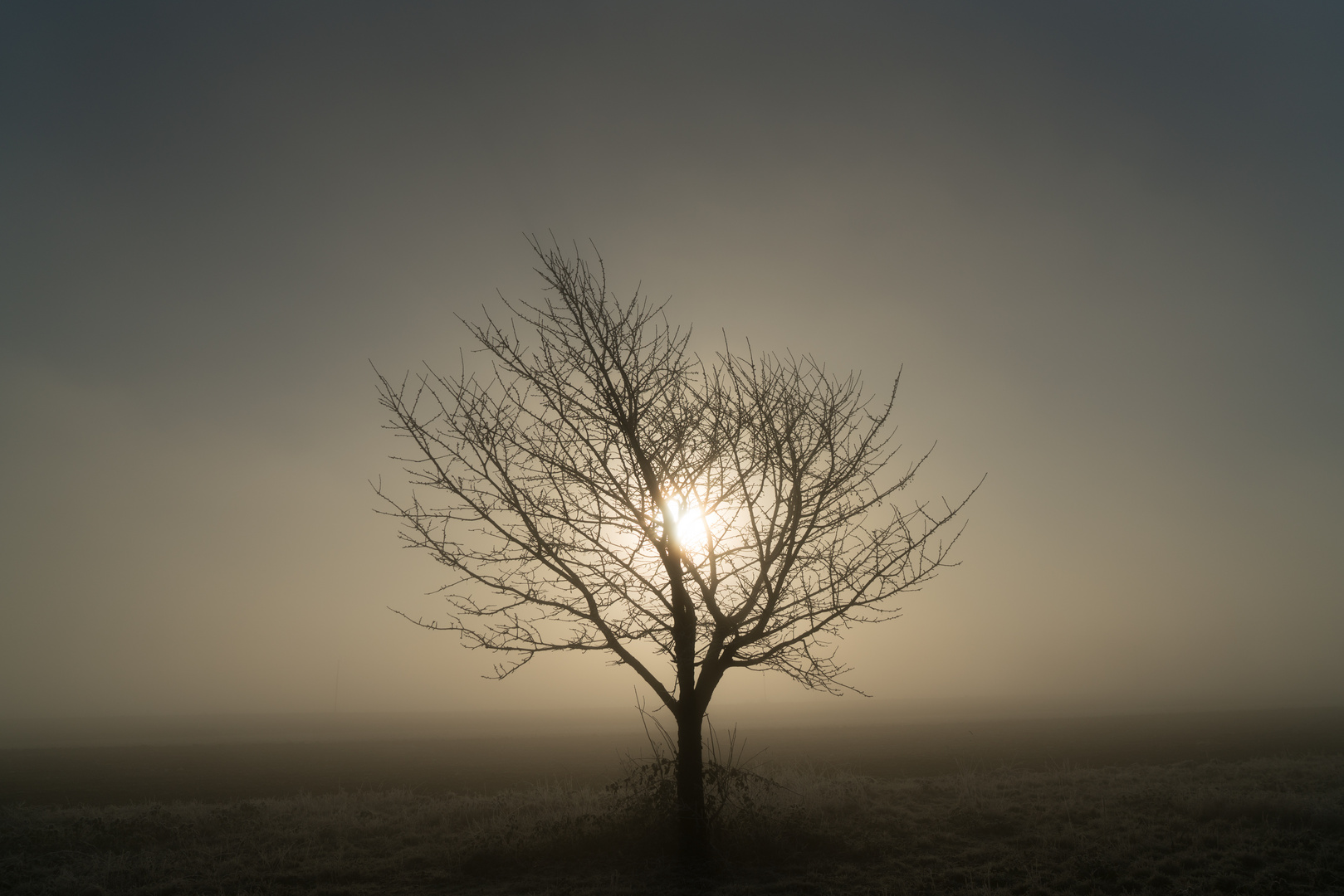 BAUM IM MORGENTAU