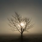 BAUM IM MORGENTAU