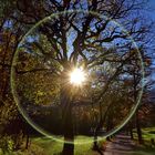 Baum im morgentlichen Sonnenschein