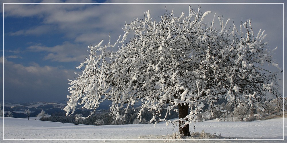 Baum im Mühlviertel