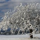 Baum im Mühlviertel